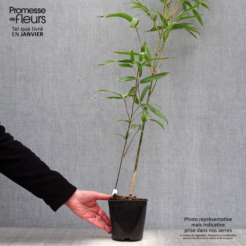 Semiarundinaria fastuosa - Medium-sized Bamboo 1.5L/2L pot sample as delivered in winter