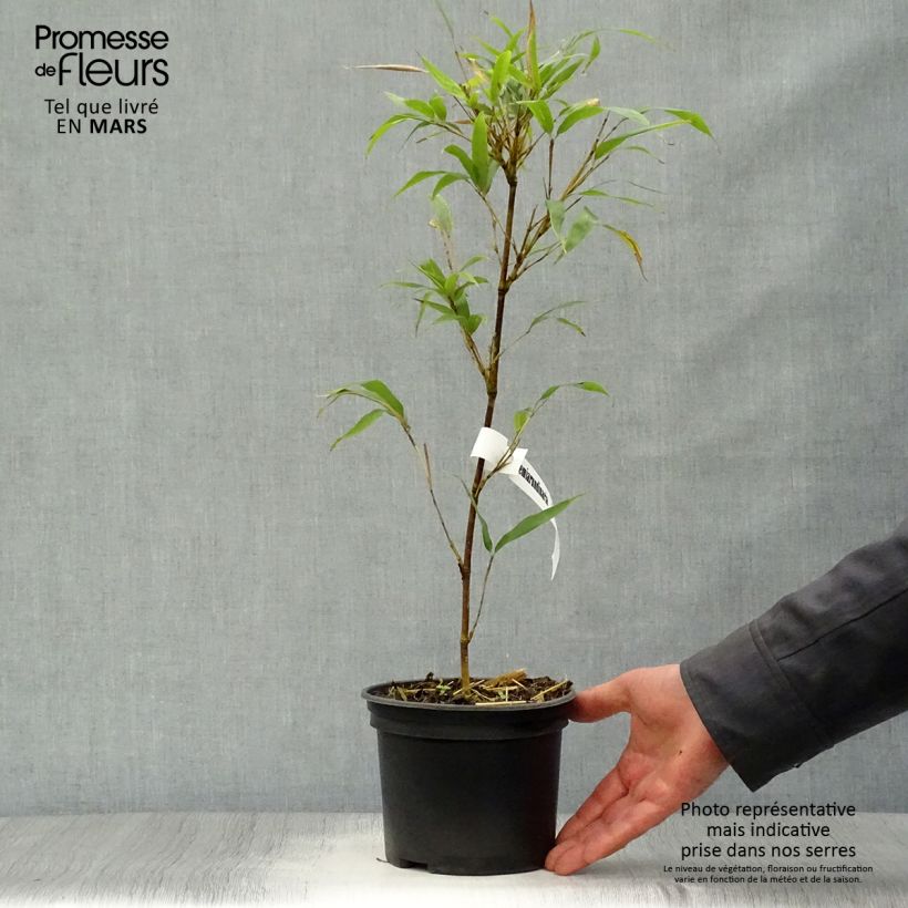 Semiarundinaria fastuosa - Medium-sized Bamboo 1.5L/2L pot sample as delivered in spring