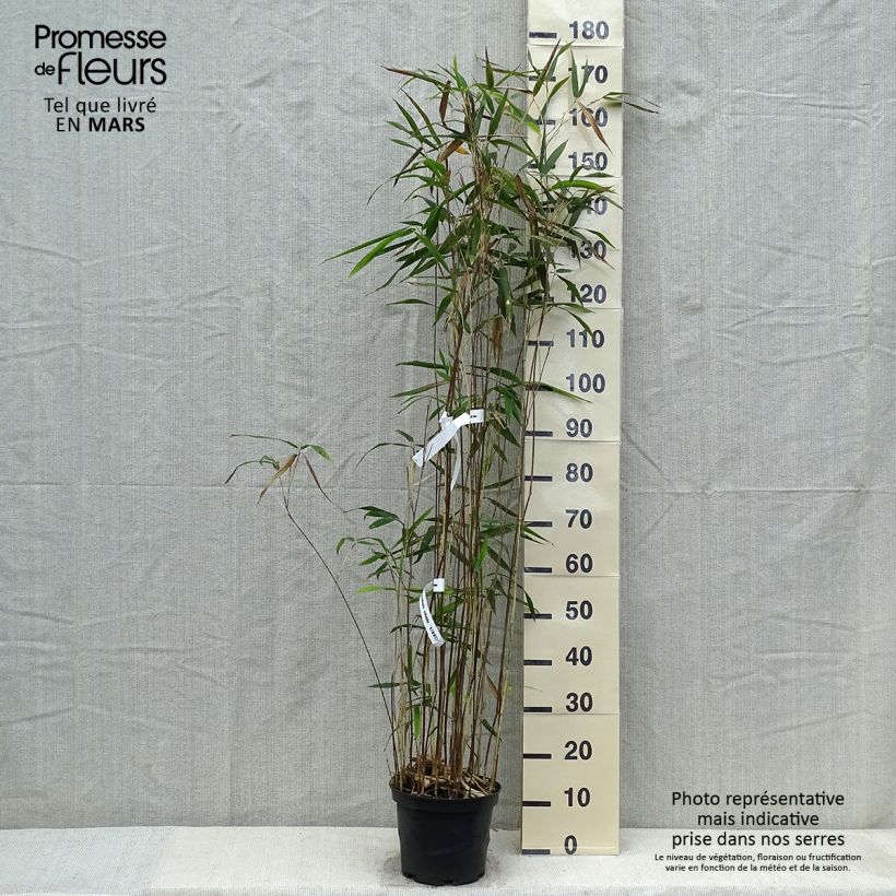 Semiarundinaria yashadake f. kimmei   4L/5L pot sample as delivered in spring