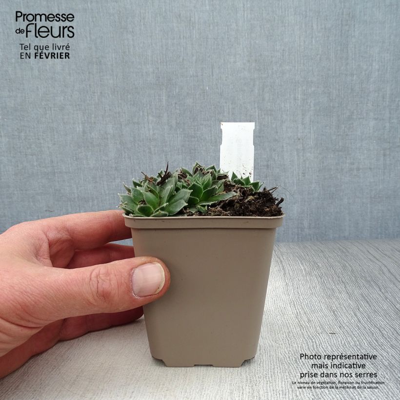 Sempervivum x arachnoideum Alpha 8/9 cm pot sample as delivered in winter