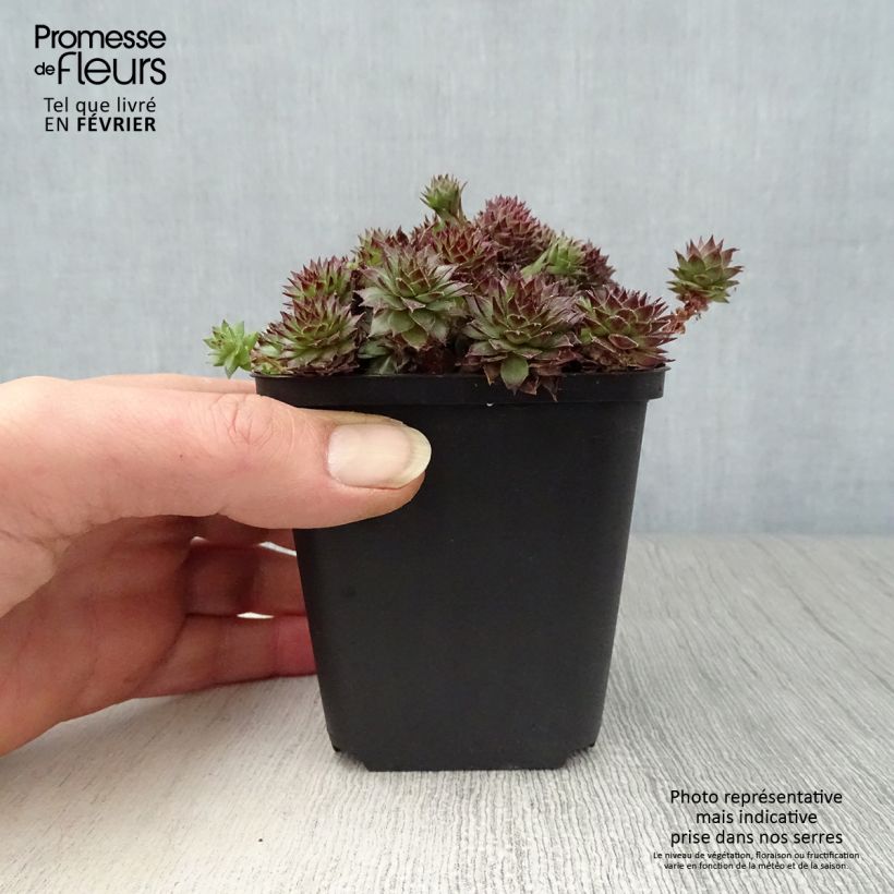 Sempervivum Bronco 8/9 cm pot sample as delivered in winter