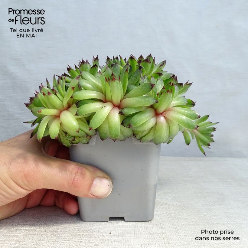 Sempervivum Chick Charms Appletini 10cm/11cm pot sample as delivered in spring