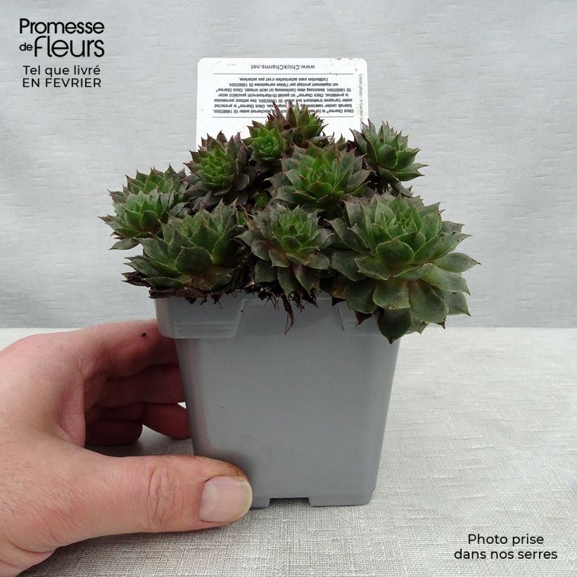 Sempervivum Chick Charms Berry Blues 10cm/11cm pot sample as delivered in winter