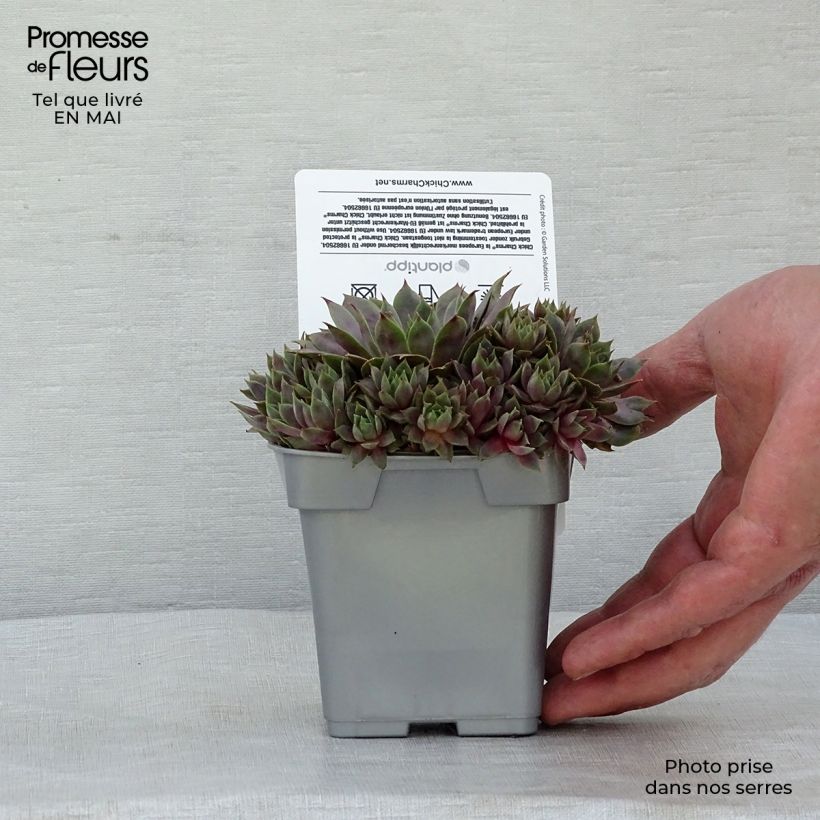 Sempervivum Chick Charms Berry Blues 10cm/11cm pot sample as delivered in spring
