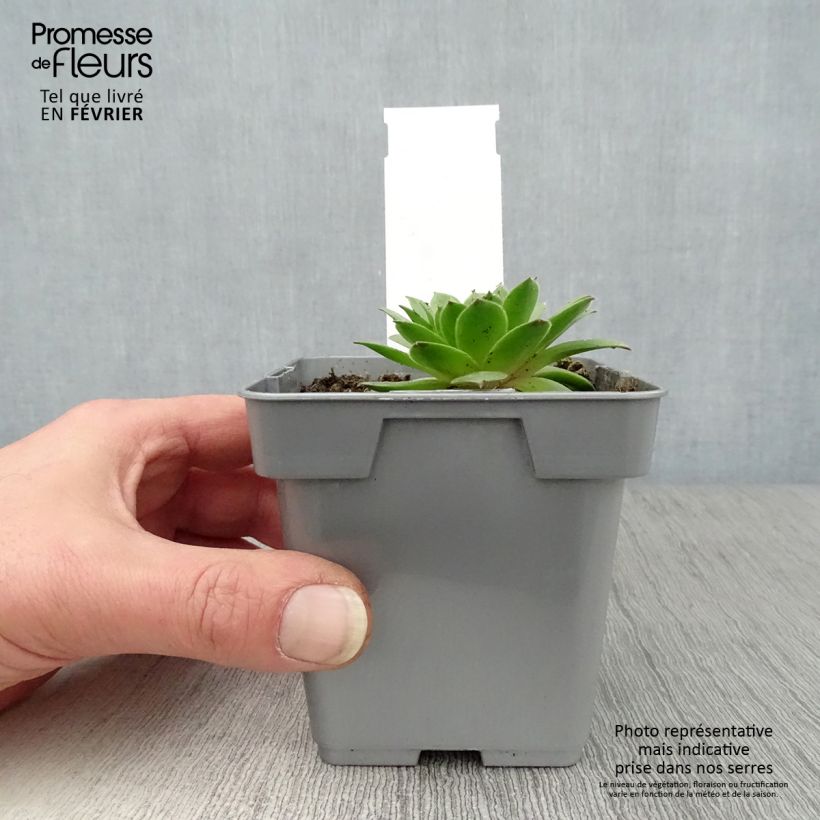 Sempervivum Chick Charms Cherry Berry 10cm/11cm pot sample as delivered in winter