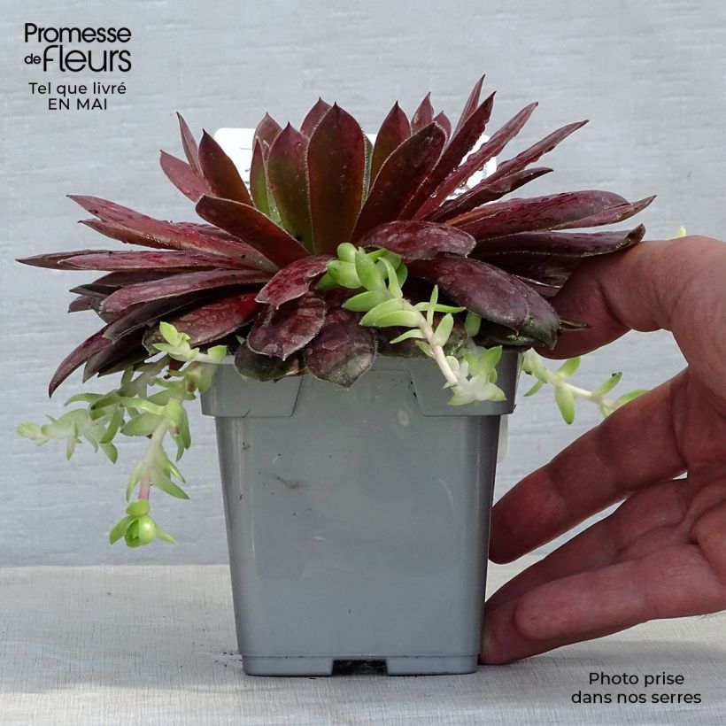 Sempervivum Chick Charms Cherry Berry 10cm/11cm pot sample as delivered in spring