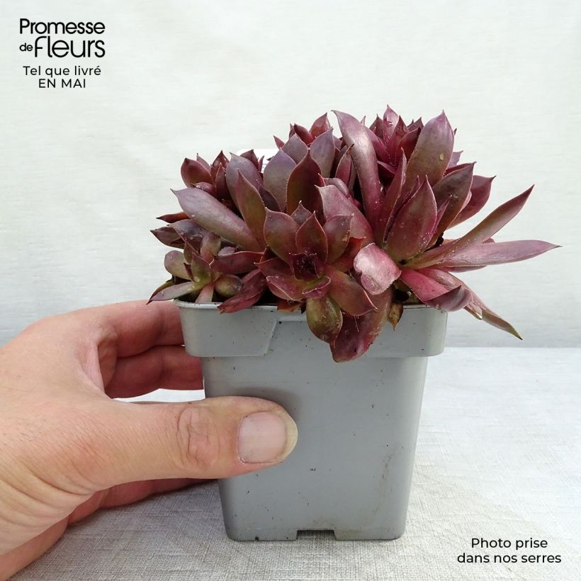 Sempervivum Chick Charms Chocolate Kiss 10cm/11cm pot sample as delivered in spring