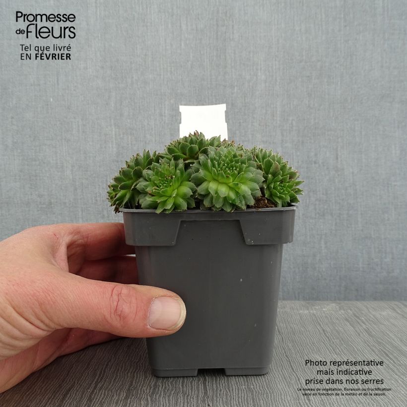 Sempervivum Chick Charms Cinnamon Starburst 10cm/11cm pot sample as delivered in winter