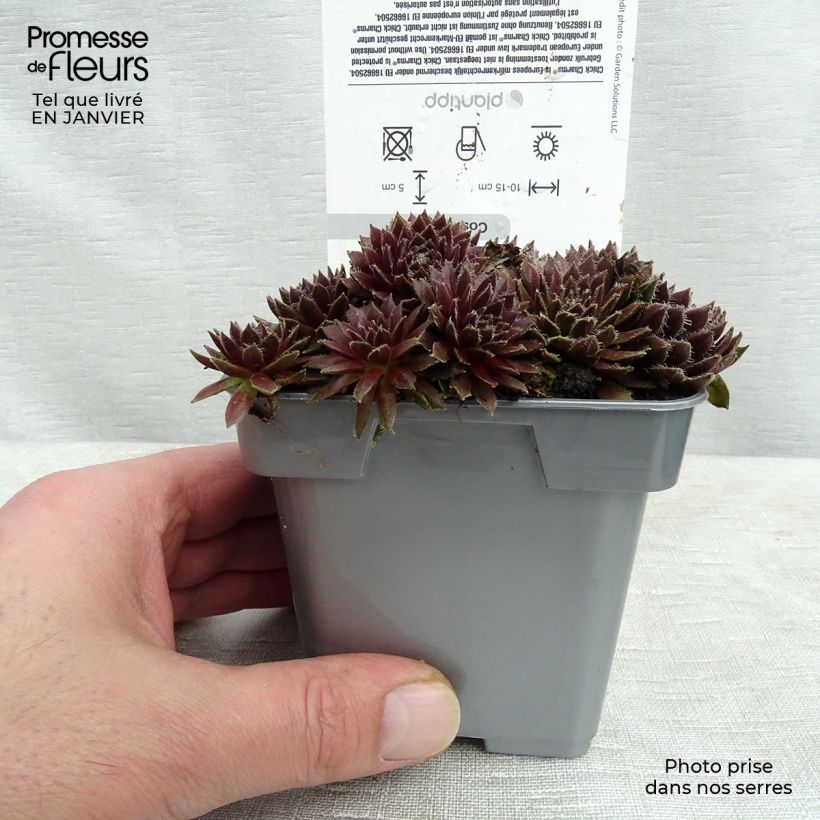 Sempervivum Chick Charms Cosmic Candy 10cm/11cm pot sample as delivered in winter