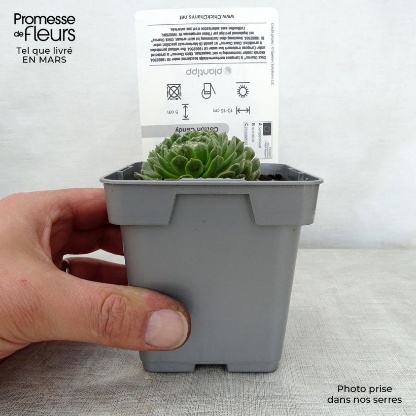 Sempervivum Chick Charms Cotton Candy 10cm/11cm pot sample as delivered in spring