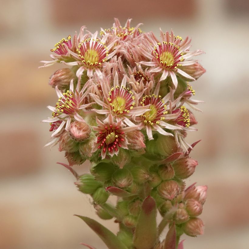 Sempervivum Chick Charms Gold Nugget (Flowering)