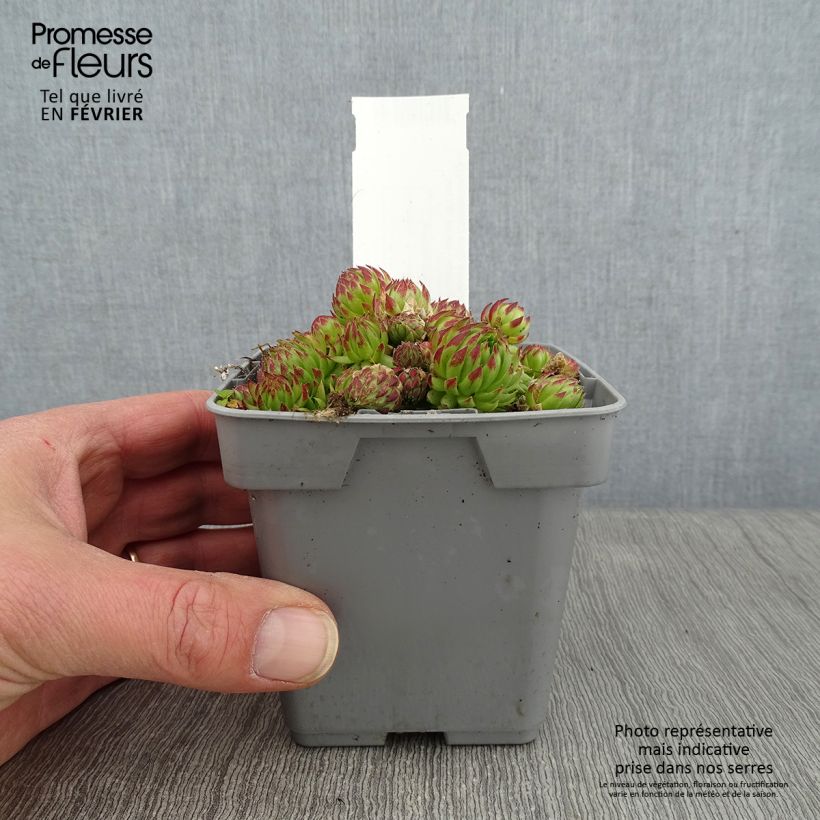Sempervivum hybrida Chick Charms Key Lime Kiss 10cm/11cm pot sample as delivered in winter