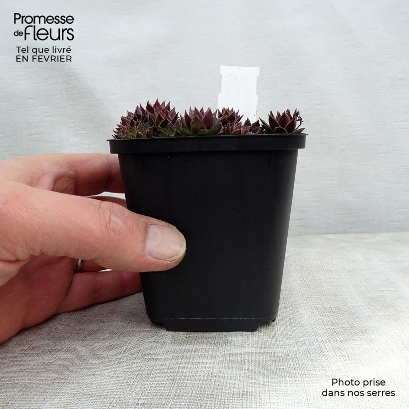 Sempervivum Commander Hay 8/9 cm pot sample as delivered in winter