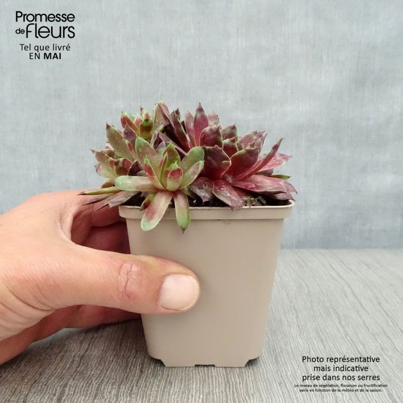 Sempervivum Commander Hay 8/9 cm pot sample as delivered in spring