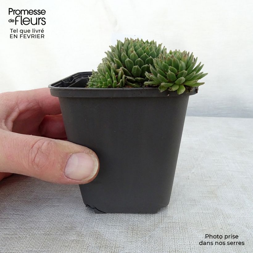 Sempervivum Collection 8/9 cm pot sample as delivered in winter