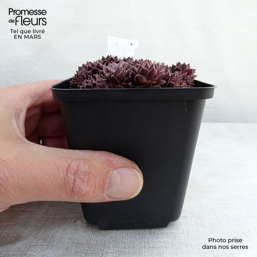 Sempervivum Granat 8/9 cm pot sample as delivered in spring