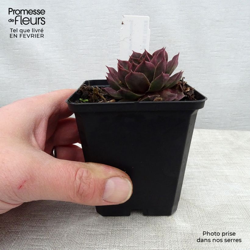 Sempervivum Othello 8/9 cm pot sample as delivered in winter