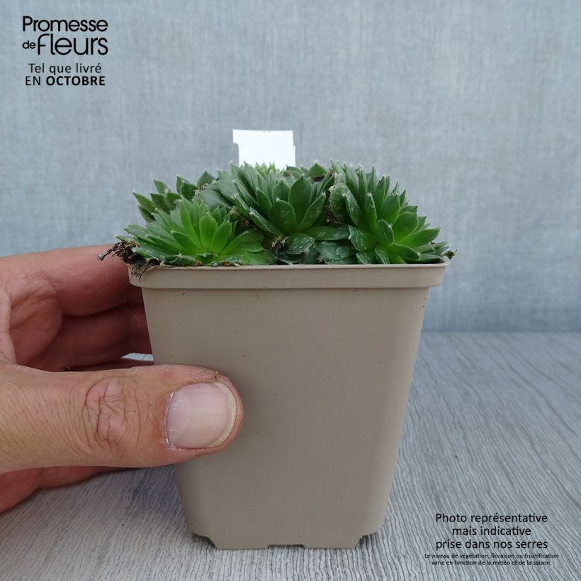 Sempervivum Silberkarneol 8/9 cm pot sample as delivered in autumn