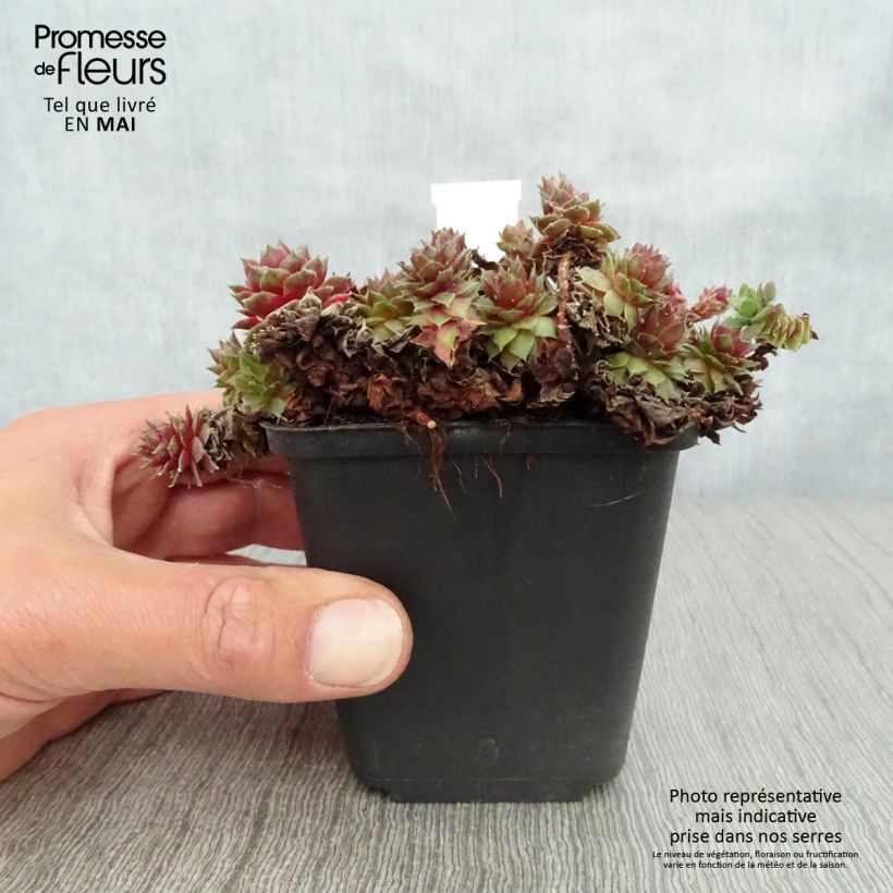 Sempervivum erythraeum Red Velvet 8/9 cm pot sample as delivered in spring