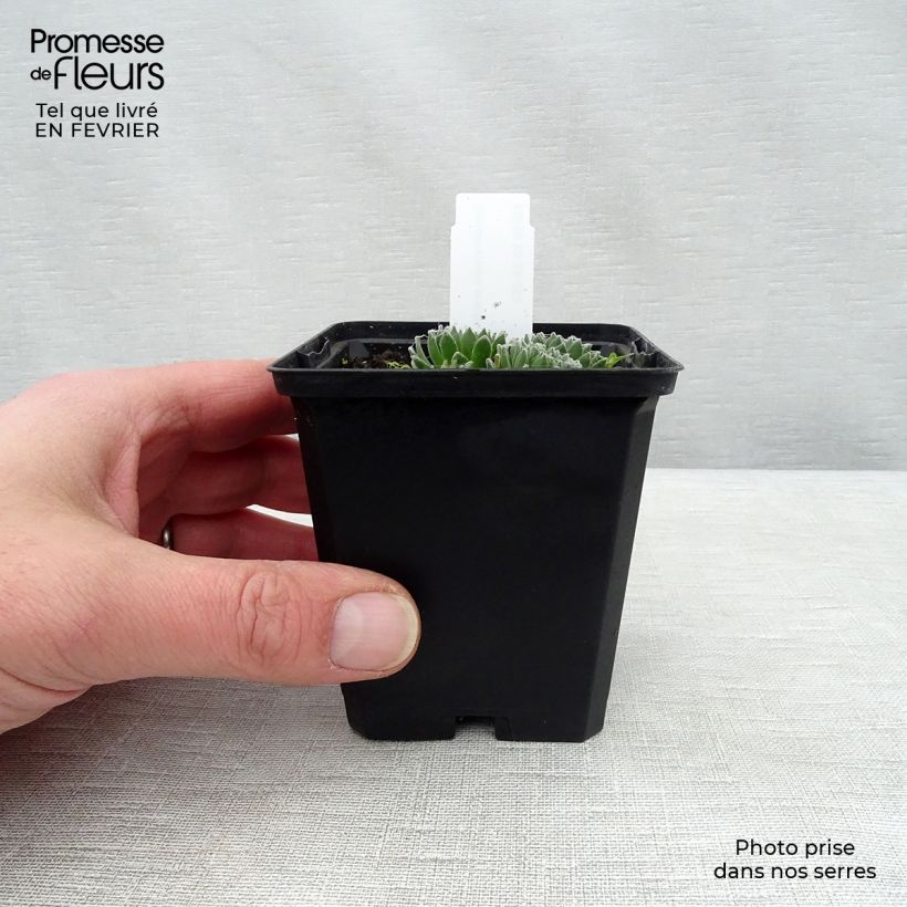 Sempervivum arachnoideum 8/9 cm pot sample as delivered in winter