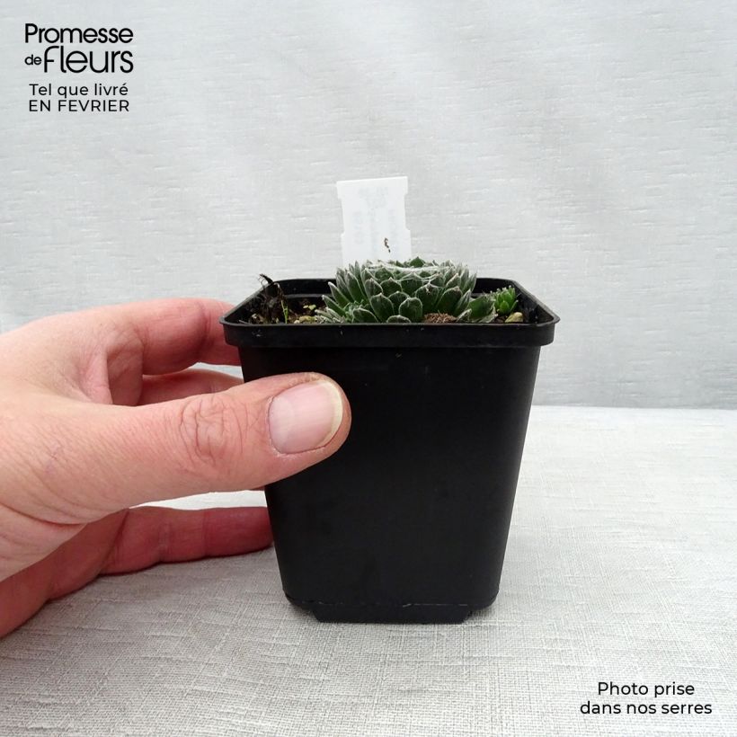 Sempervivum arachnoideum Rubrum 8/9 cm pot sample as delivered in winter