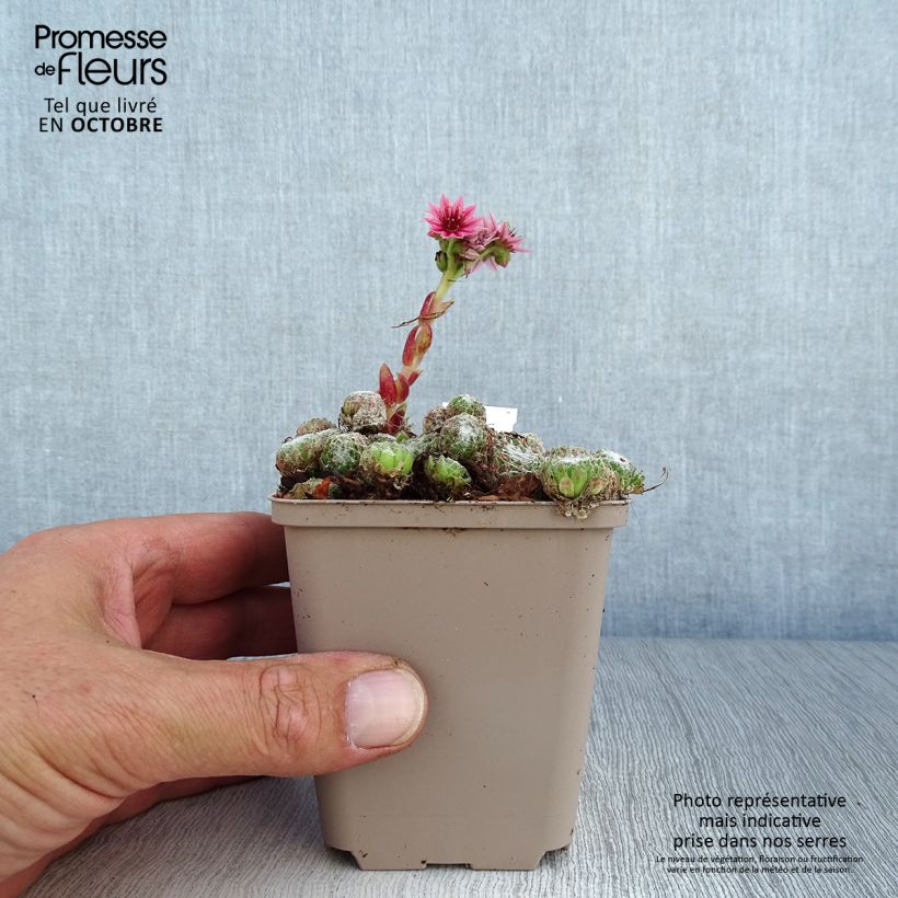 Sempervivum arachnoideum Rubrum 8/9 cm pot sample as delivered in autumn