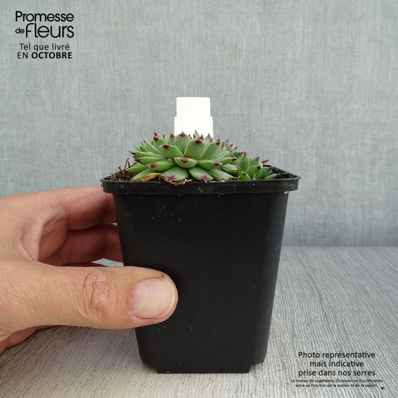 Sempervivum calcareum 8/9 cm pot sample as delivered in autumn