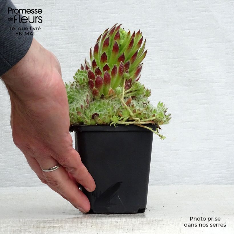 Sempervivum ciliosum var. borisii 8/9 cm pot sample as delivered in spring