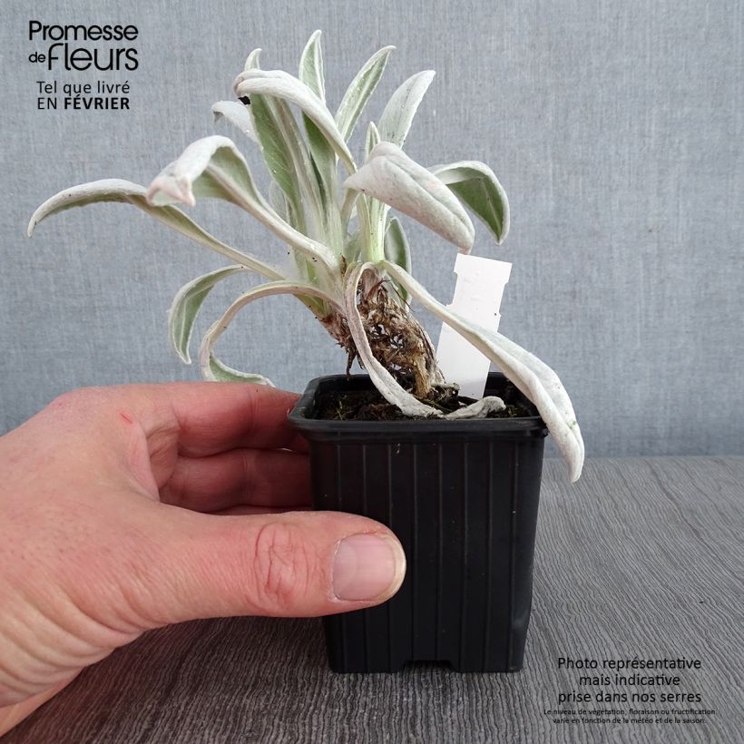 Senecio Donkeys Ears 8/9 cm pot sample as delivered in winter