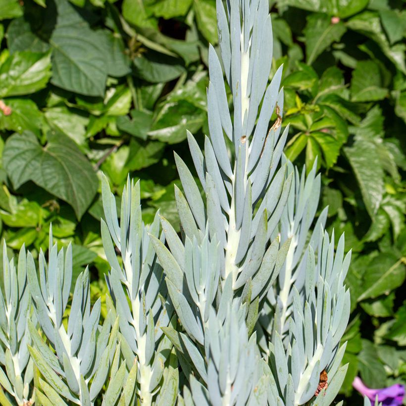 Senecio ficoides - Curio ficoides (Foliage)