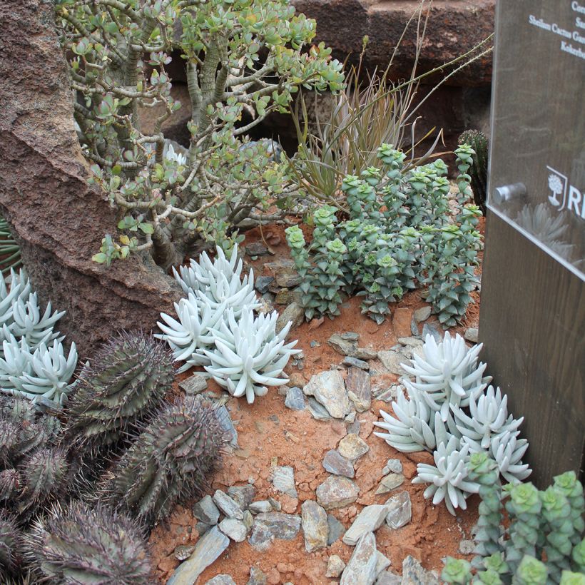 Senecio hawortii - Cocoon plant (Plant habit)
