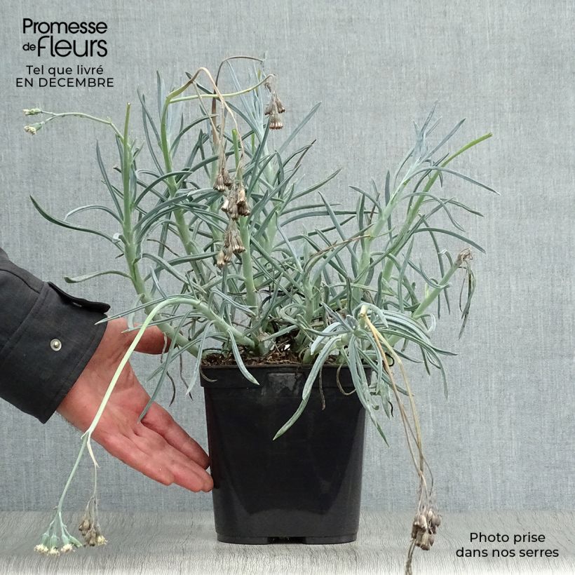 Senecio mandraliscae 2L/3L pot sample as delivered in winter