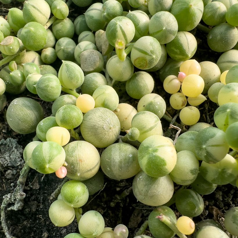 Senecio rowleyanus 'Variegata' - String of pearls (Foliage)