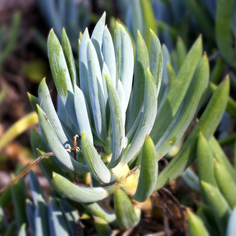 Senecio serpens - Blue chalksticks (Foliage)