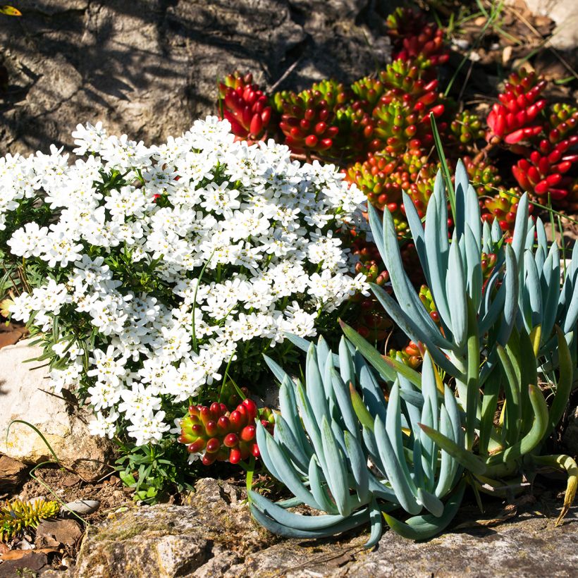 Senecio serpens - Blue chalksticks (Plant habit)