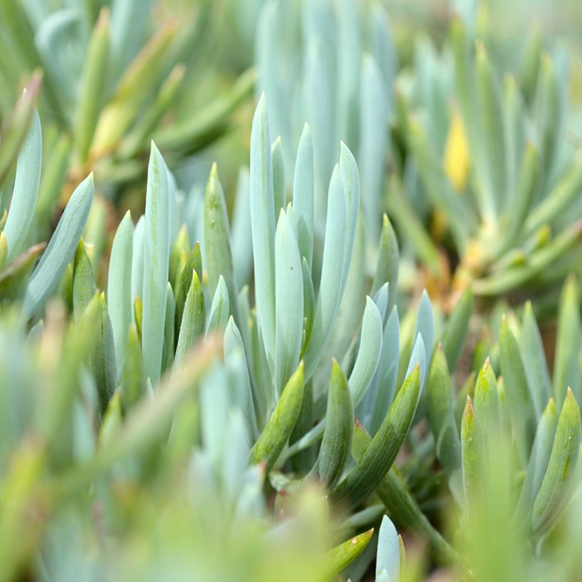 Senecio serpens Dwarf Blue - Blue chalksticks (Foliage)