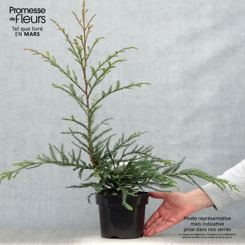Sequoia sempervirens Adpressa 3L/4L pot sample as delivered in spring