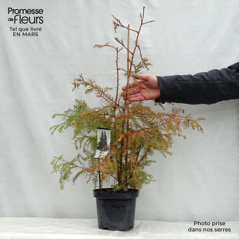 Sequoia sempervirens - Yew-leaved sequoia 3L/4L pot sample as delivered in spring