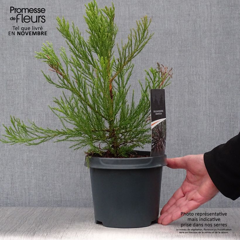 Sequoiadendron giganteum 2L/3L pot sample as delivered in autumn