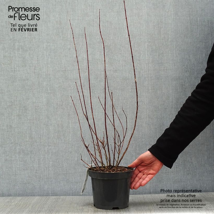 Philadelphus Snowbelle - Mock Orange 2L/3L pot sample as delivered in winter