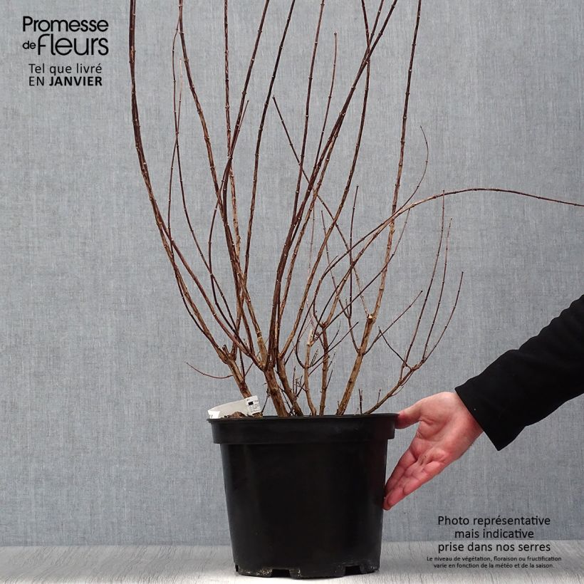 Philadelphus Snowbelle - Mock Orange 7.5L/10L pot sample as delivered in winter