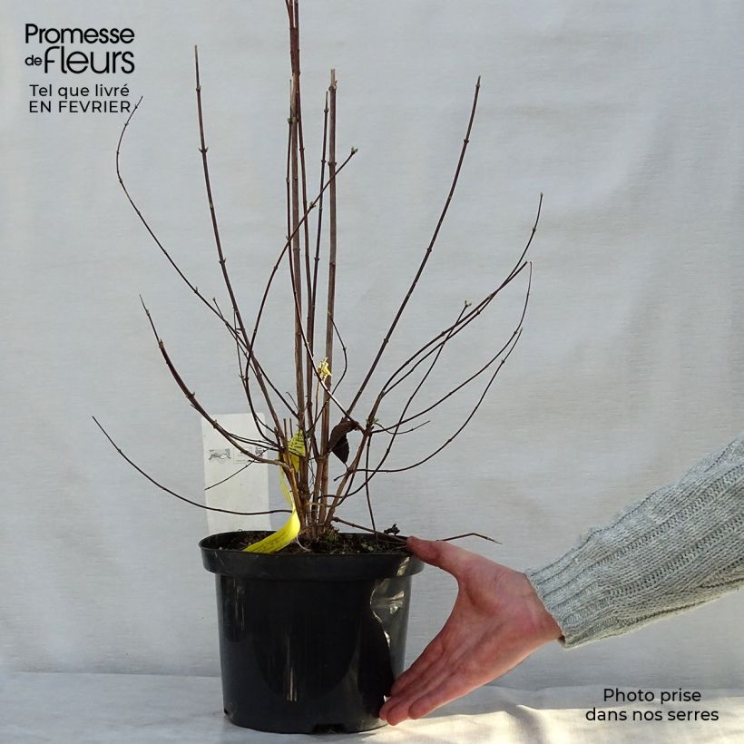 Philadelphus virginalis Natchez - Mock Orange 4L/5L pot sample as delivered in winter