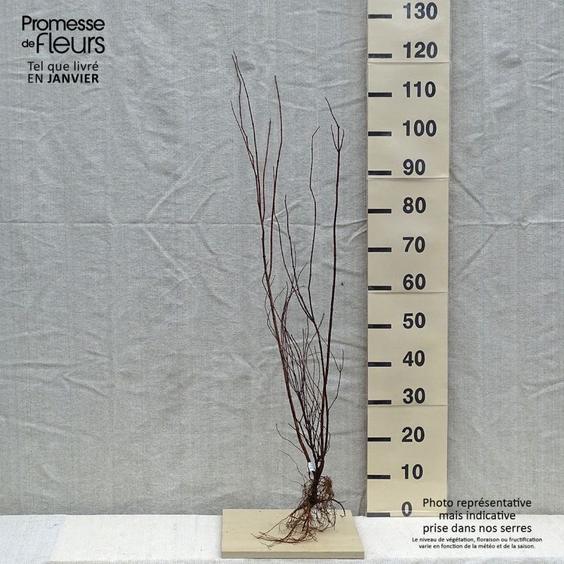 Philadelphus Manteau dHermine - Mock Orange Bare root sample as delivered in winter