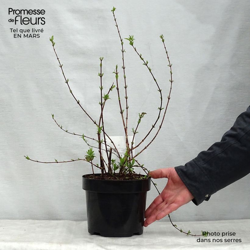 Philadelphus Belle Etoile - Mock Orange 3L/4L pot sample as delivered in spring