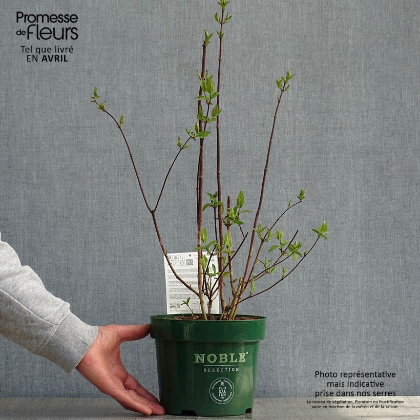 Philadelphus Starbright - Mock Orange 3L/4L pot sample as delivered in spring
