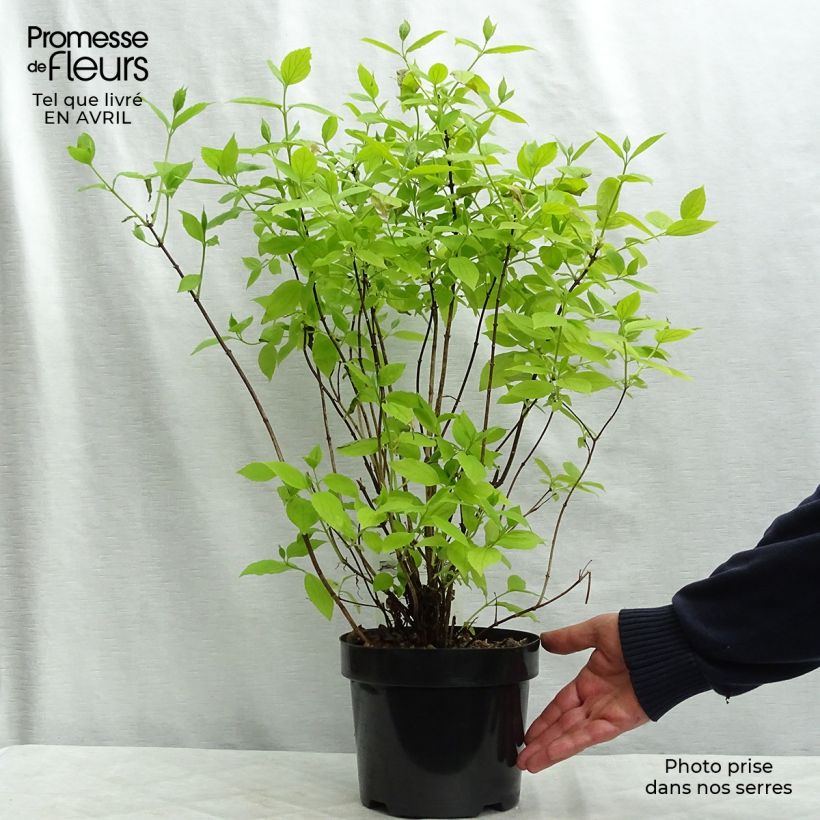 Philadelphus coronarius Aureus - Mock Orange 2L/3L pot sample as delivered in spring