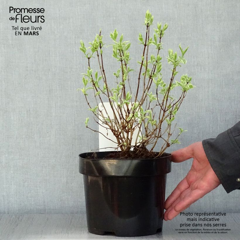 Philadelphus coronarius Variegatus - Mock Orange 3L/4L pot sample as delivered in spring