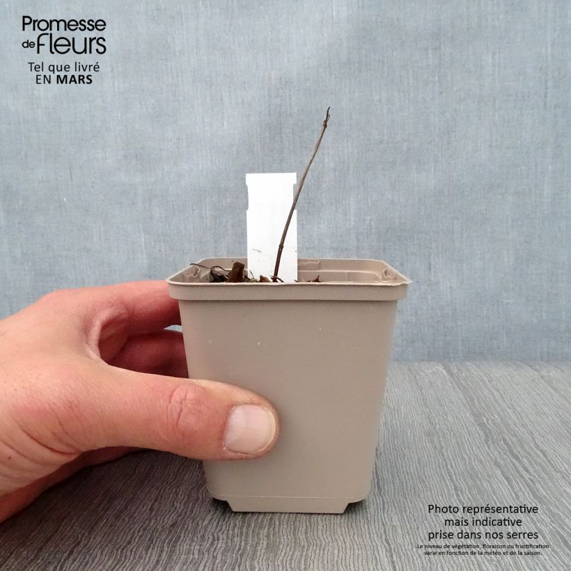 Serratula tinctoria var. seoanei 8/9 cm pot sample as delivered in spring