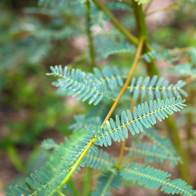 Sesbania javanica   (Foliage)