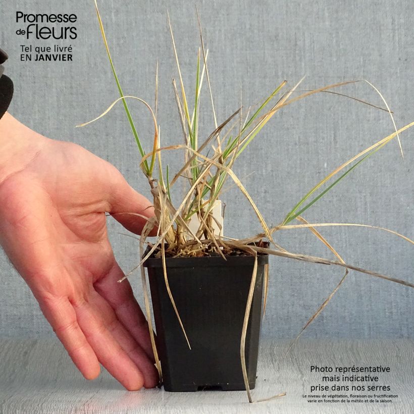 Sesleria argentea 8/9 cm pot sample as delivered in winter